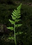 Asplenium sajanense. Нижняя поверхность пластинки вайи с сорусами. Красноярский край, Шушенский р-н, национальный парк \"Шушенский Бор\", Западный Саян, хребет Борус, урочище \"Пелехова\", субальпийский низкотравный луг среди курумника рядом со скалой. 24.07.2015.