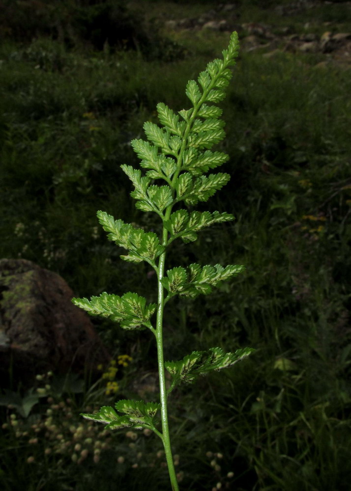 Изображение особи Asplenium sajanense.