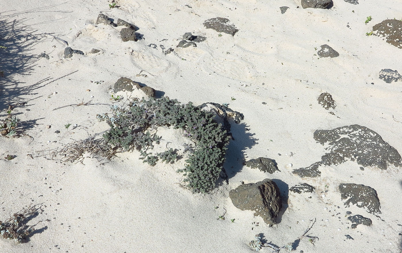 Image of Frankenia capitata specimen.