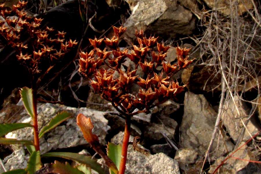 Изображение особи Aizopsis baicalensis.