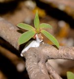 Euphorbia balsamifera