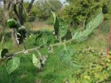 Lycopersicon esculentum. Верхушка поражённого листа. Краснодарский край, Абинский р-н, ст-ца Холмская, огород. 07.10.2016.