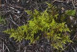 Abietinella abietina