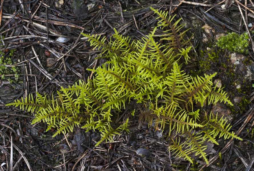 Image of Abietinella abietina specimen.