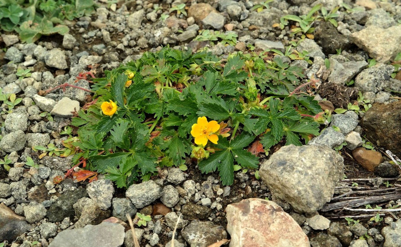 Изображение особи род Potentilla.