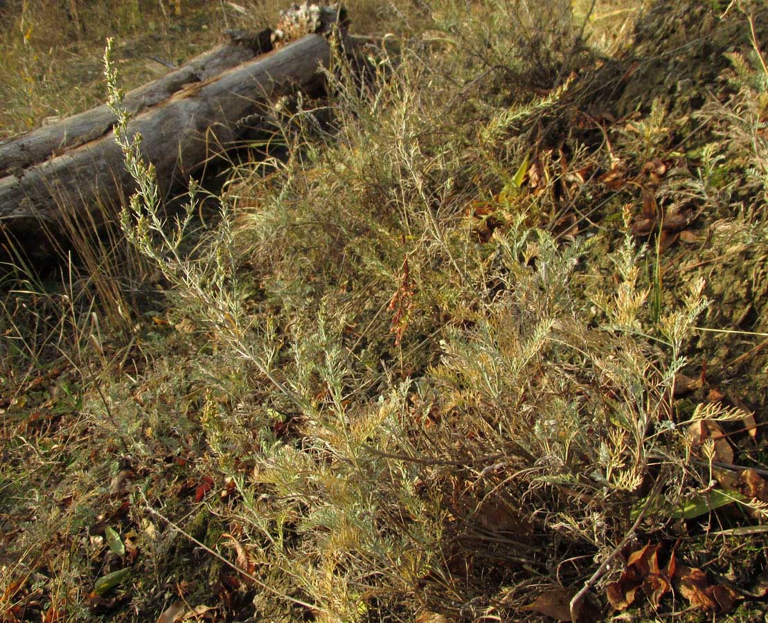 Изображение особи Artemisia lercheana.