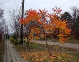 Rhus typhina