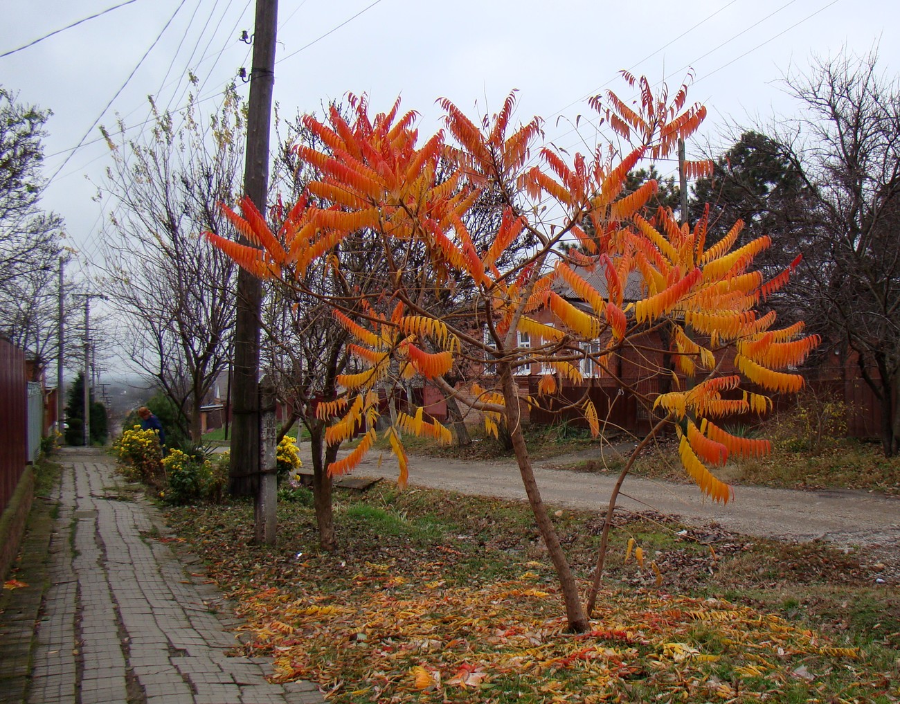 Изображение особи Rhus typhina.