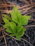 Veronica officinalis