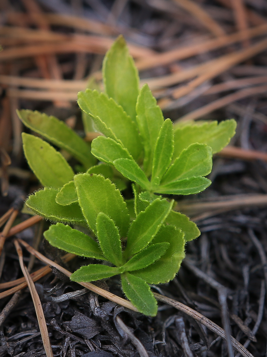 Изображение особи Veronica officinalis.