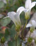 Saxifraga sibirica