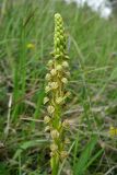 Orchis anthropophora