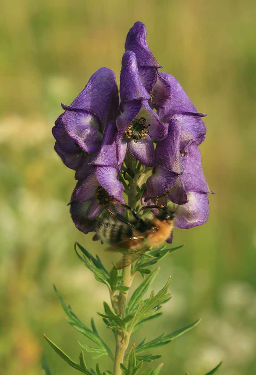 Изображение особи Aconitum sachalinense.