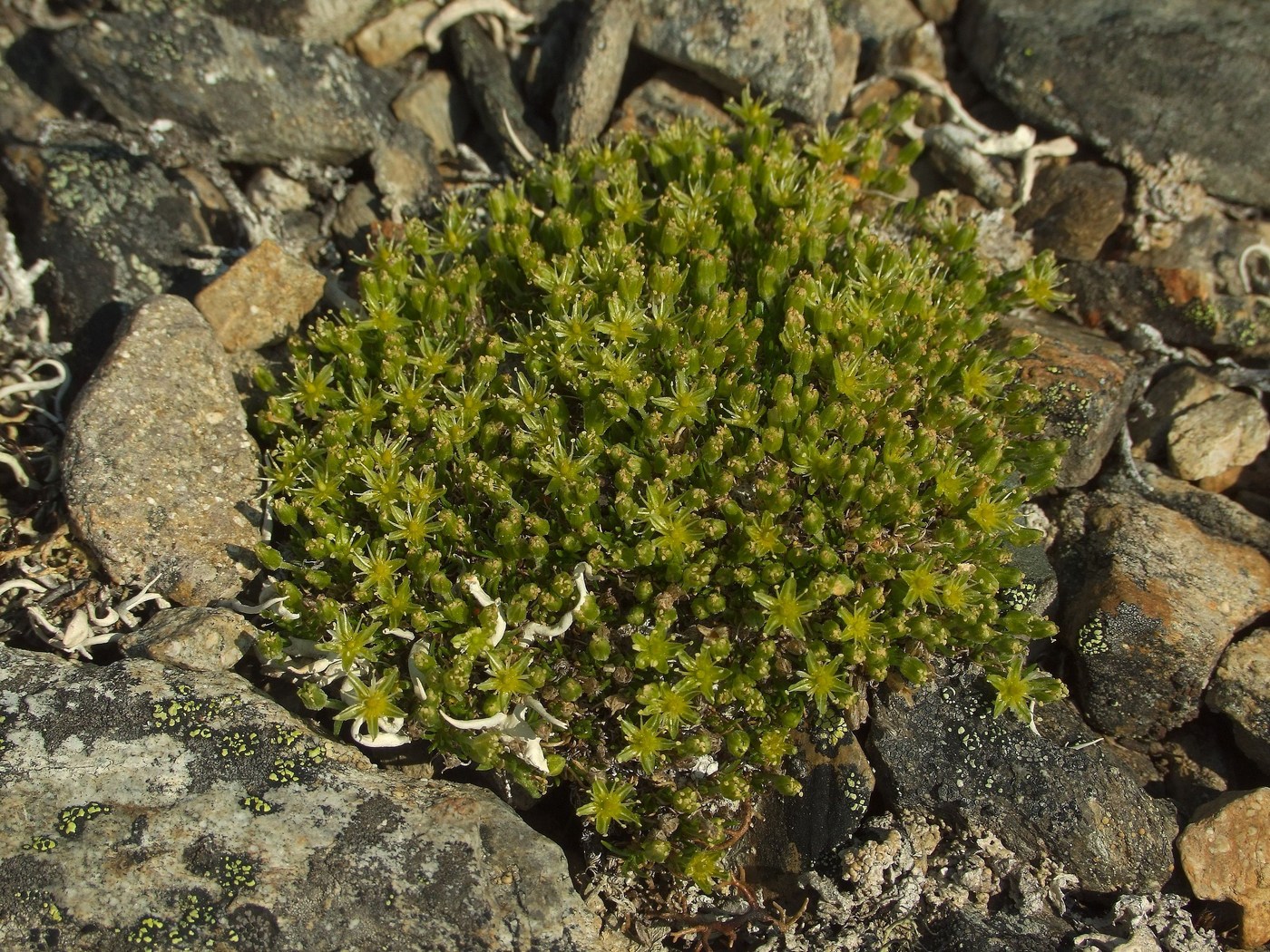 Image of Stellaria sibirica specimen.
