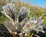 Pulsatilla bohemica. Молодые побеги на степном склоне. Украина, Донецкая область, Марьинский р-н, восточнее пос. Калиново. 27.03.2010.