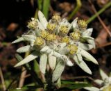 Leontopodium discolor