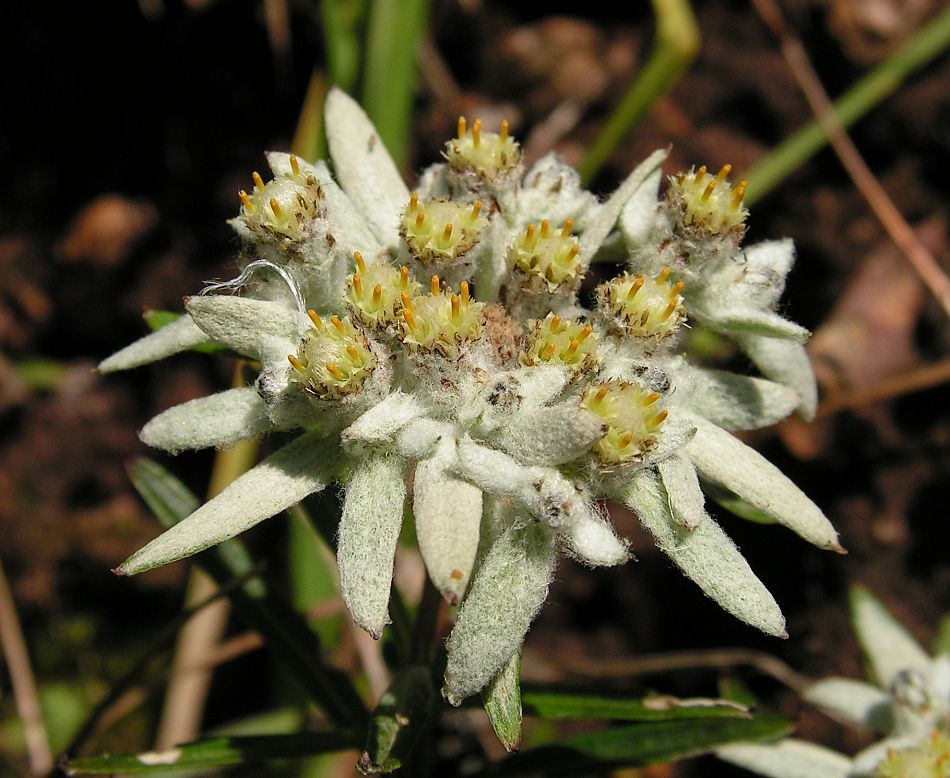 Image of Leontopodium discolor specimen.