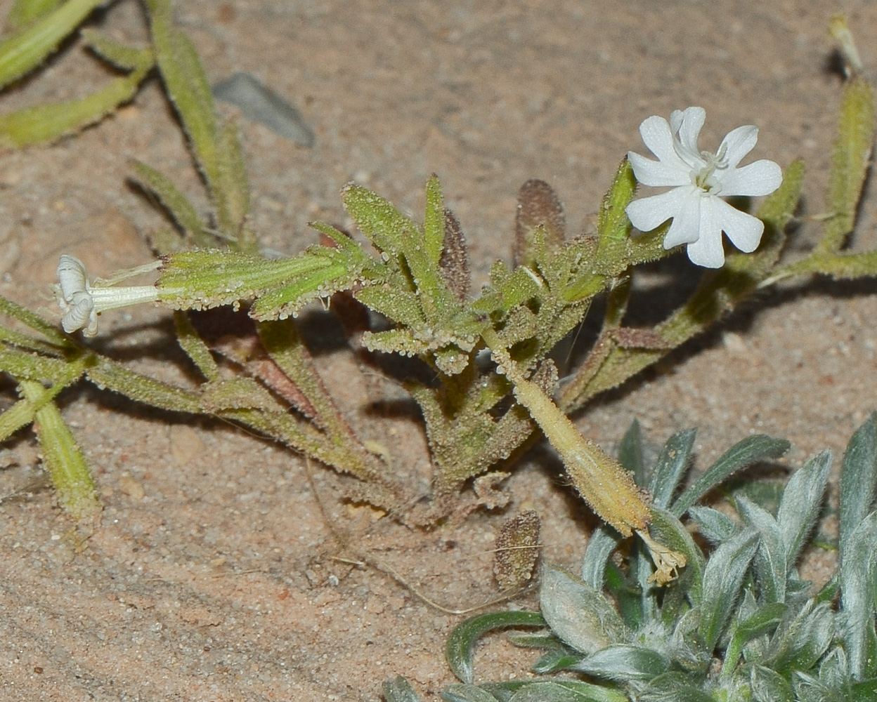 Image of Silene villosa specimen.