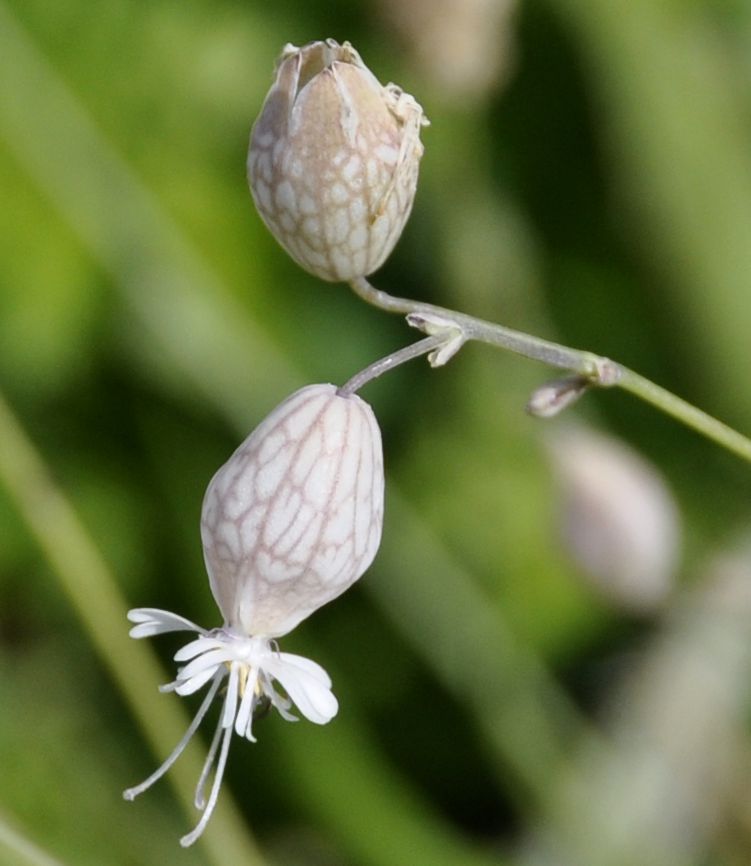 Изображение особи Oberna fabarioides.