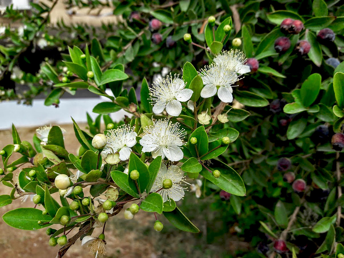 Image of Myrtus communis specimen.