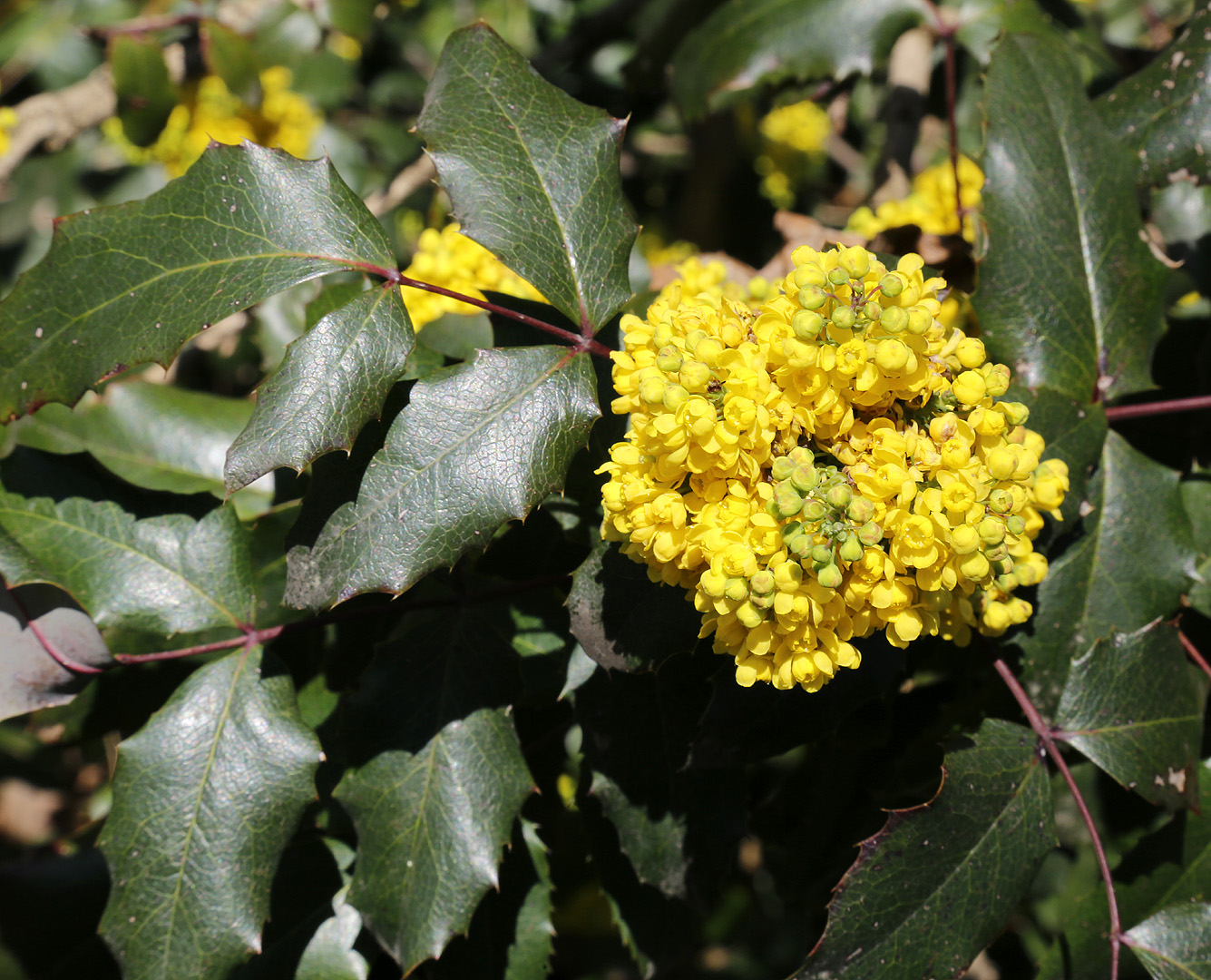 Изображение особи Mahonia aquifolium.