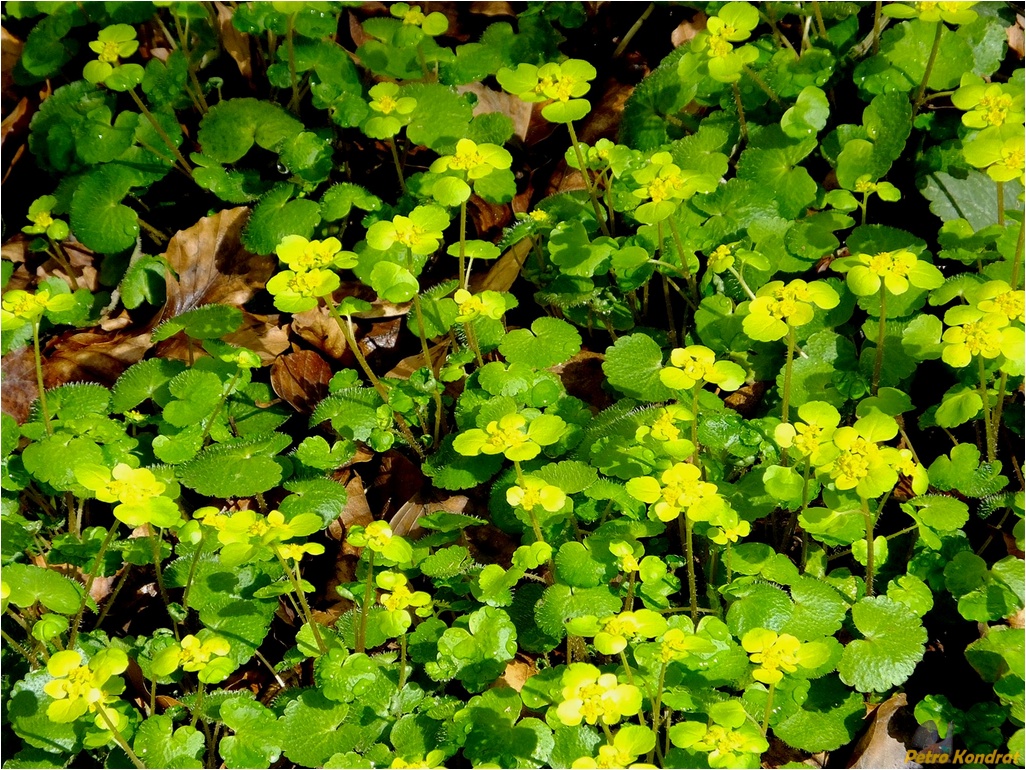 Изображение особи Chrysosplenium alternifolium.