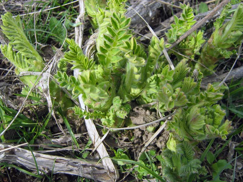 Изображение особи Astragalus sieversianus.