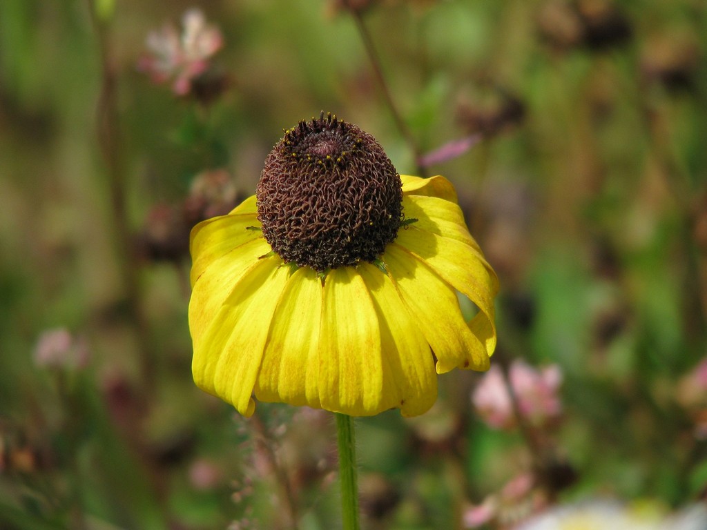 Изображение особи род Rudbeckia.