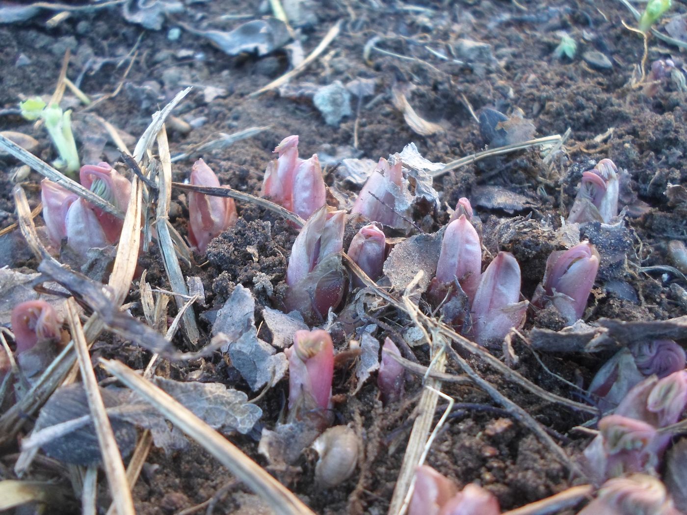 Изображение особи Dicentra formosa.