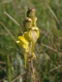 Linaria macroura