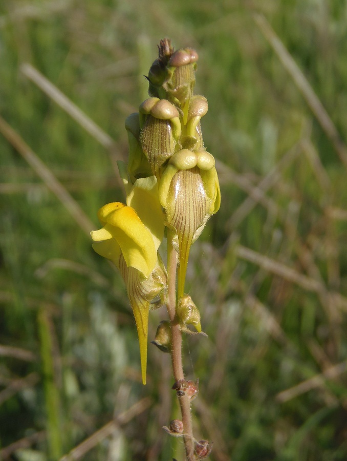 Image of Linaria macroura specimen.