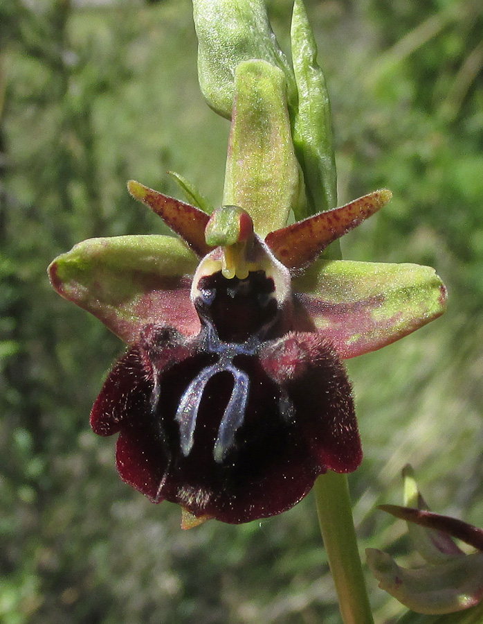 Изображение особи Ophrys mammosa.