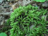 familia Brachytheciaceae