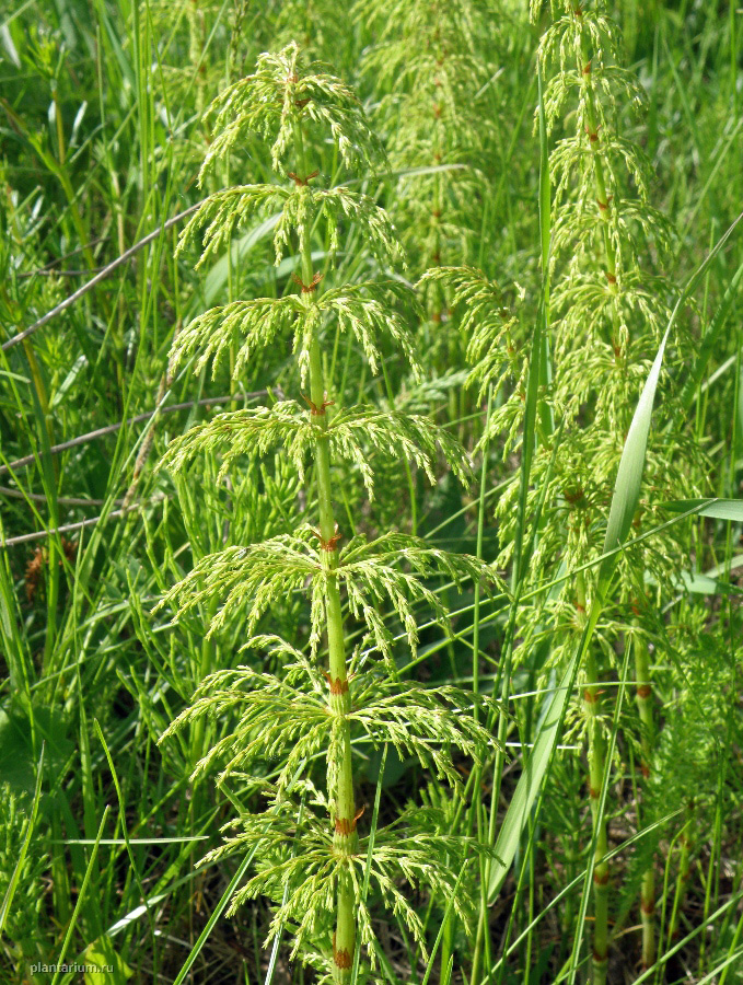 Изображение особи Equisetum sylvaticum.