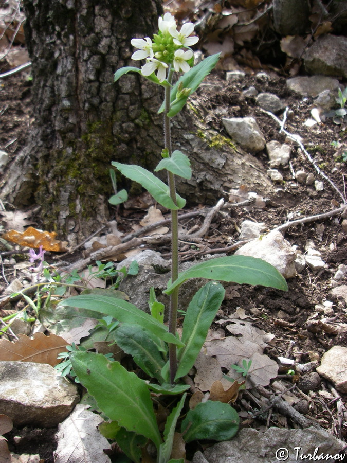 Изображение особи Arabis turrita.