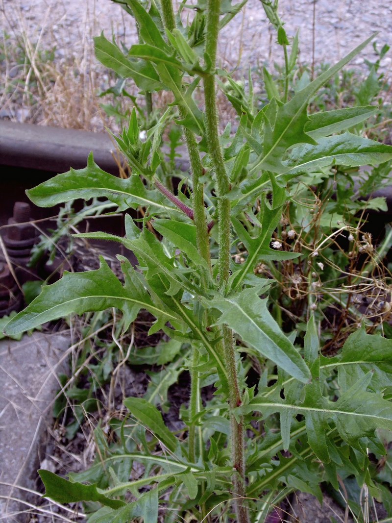 Image of Crepis rhoeadifolia specimen.
