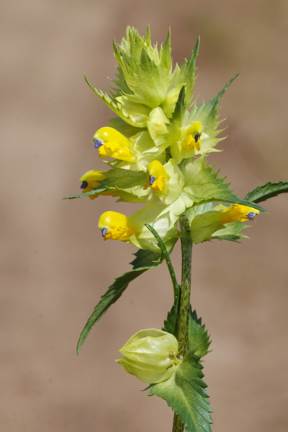 Изображение особи Rhinanthus vernalis.