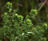 Hypericum perforatum. Формирующиеся соцветия на верхушках растений. Московская обл., Раменский р-н, окр. ж.-д. платформы Хрипань, просека под ЛЭП. 04.07.2017.