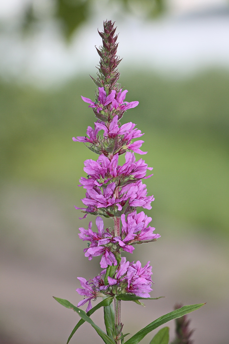 Image of Lythrum salicaria specimen.