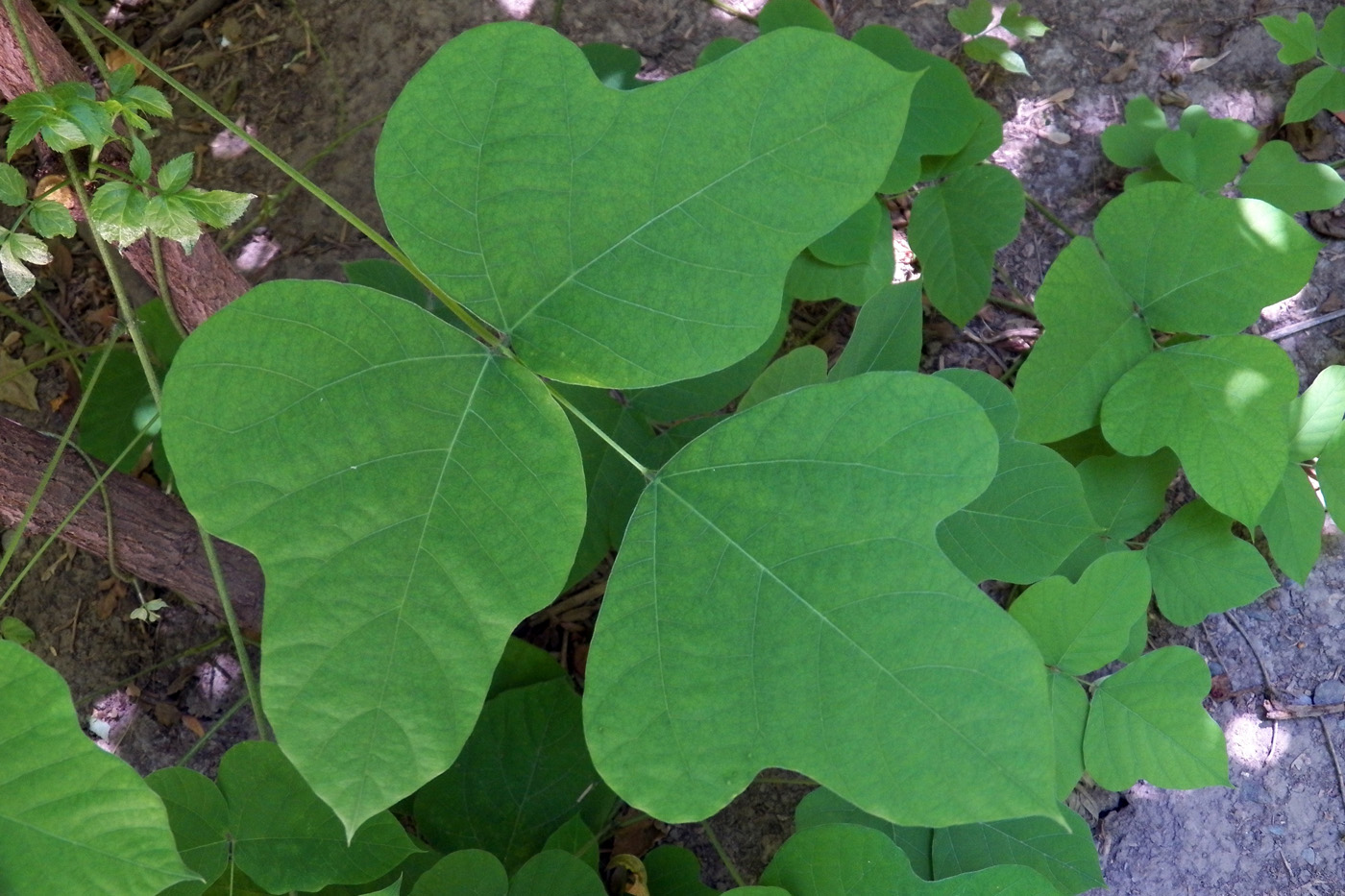 Image of Pueraria lobata specimen.