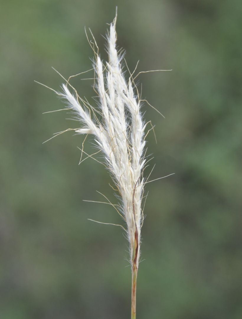 Image of Bothriochloa ischaemum specimen.