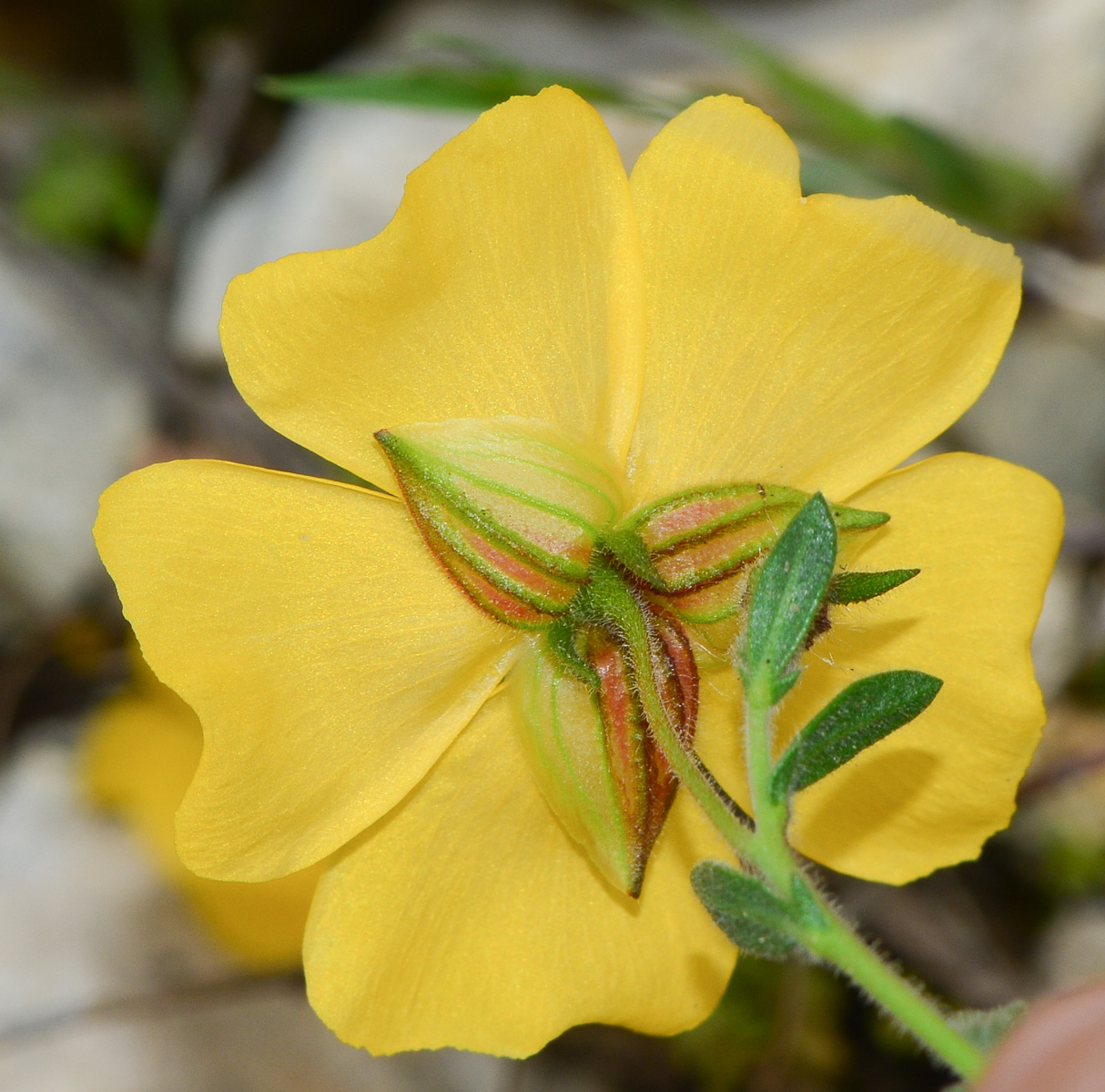 Image of Fumana arabica specimen.