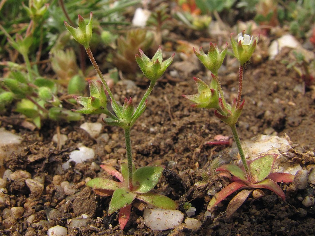 Изображение особи Androsace elongata.