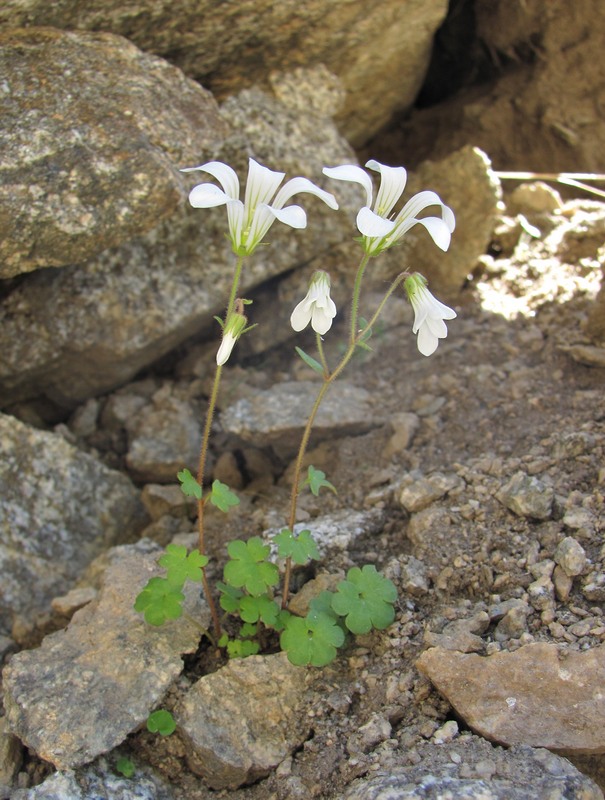 Изображение особи Saxifraga sibirica.