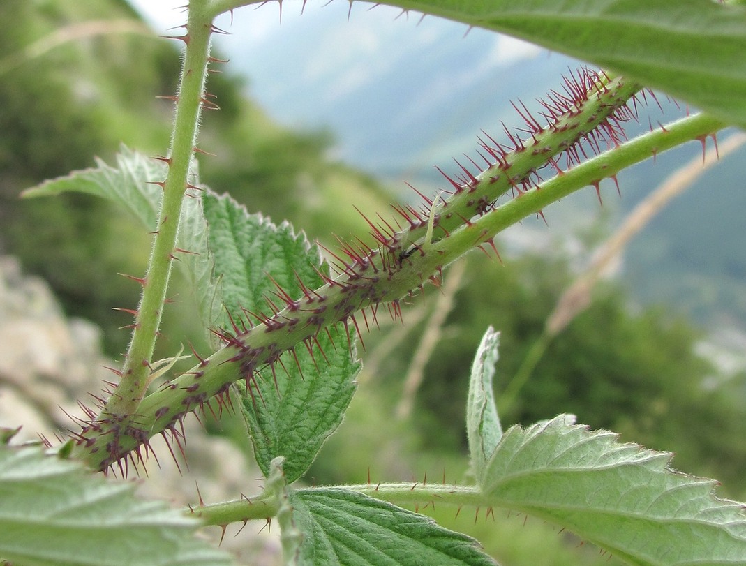 Изображение особи Rubus idaeus.