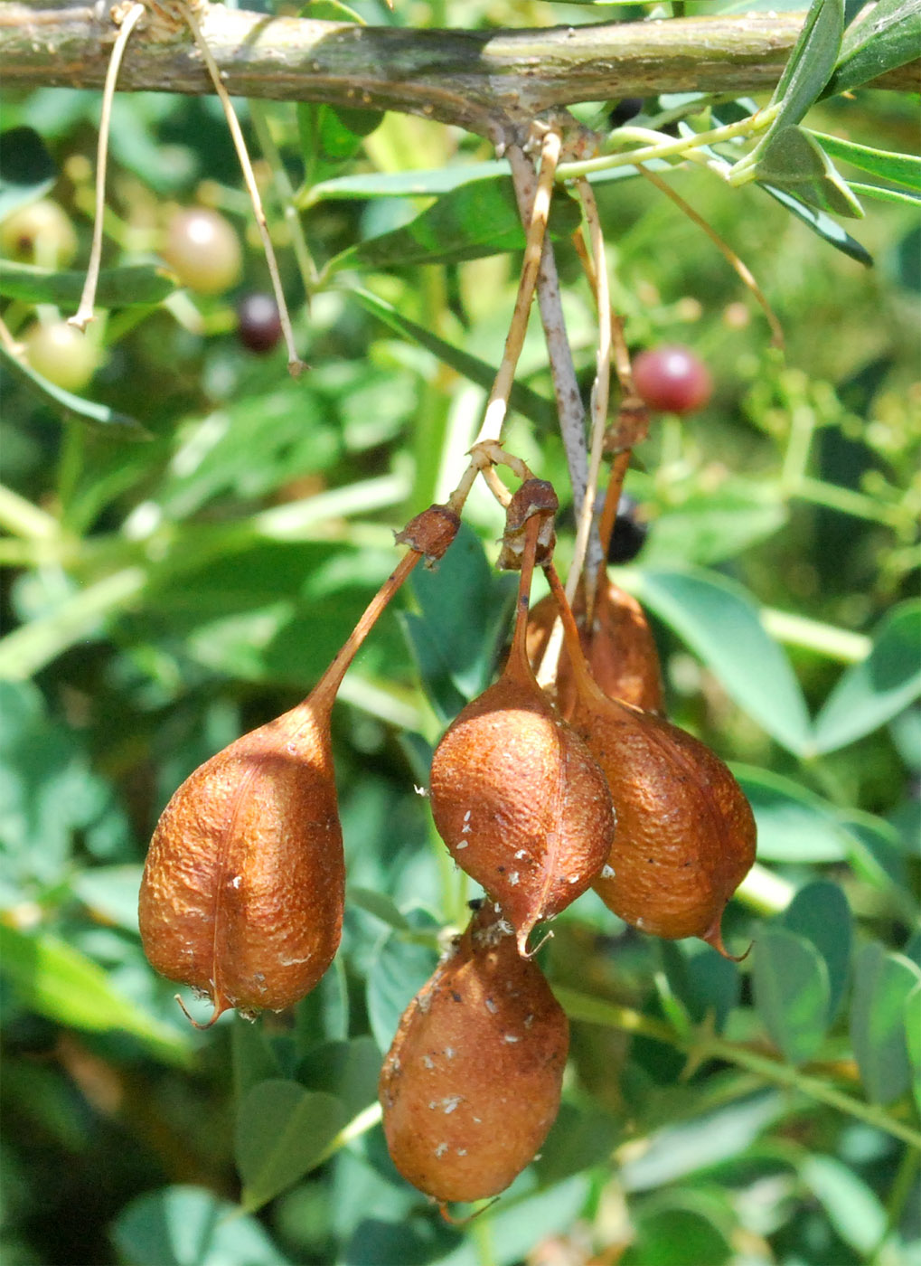 Image of Halimodendron halodendron specimen.