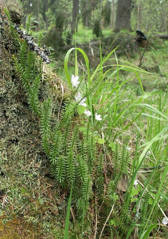 Изображение особи Lycopodium annotinum.