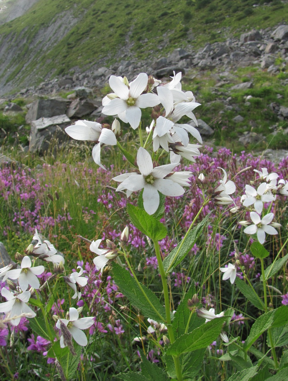 Image of Gadellia lactiflora specimen.