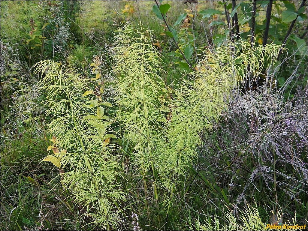 Image of Equisetum sylvaticum specimen.