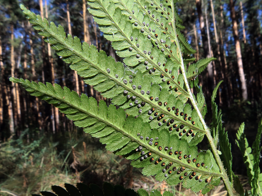 Изображение особи Dryopteris filix-mas.